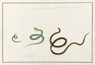 A kígyók alkotják Banca legmérgezőbb szigetét, az állatokról, rovarokról és hüllőkről készült malackai rajzokat, 1805-1818 körül (wc és gouache papíron)